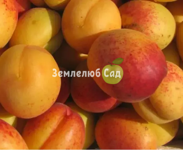 Саджанці абрикоса "Сільвер Кот" (ранній сорт) 1212 фото