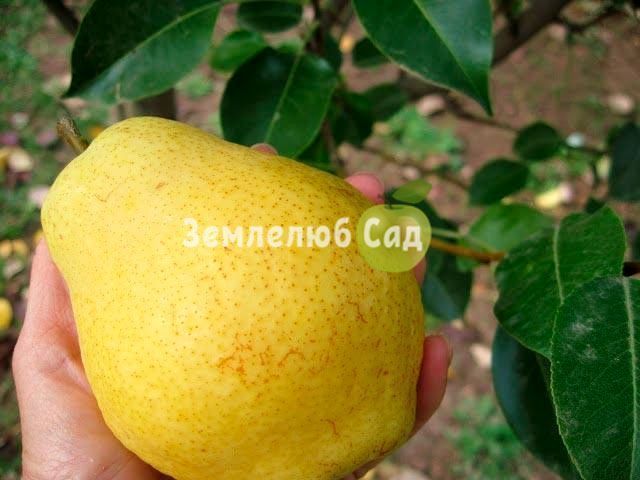 Саджанці груші "Кіффер" (осінній сорт) 1404 фото