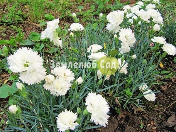 Саджанці гвоздики "Садова біла" (багаторічна) 2101 фото