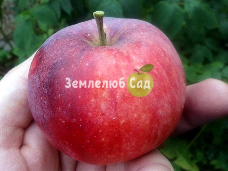 Саджанці яблуні "Вільямс Прайд" (літній сорт) 1805 фото